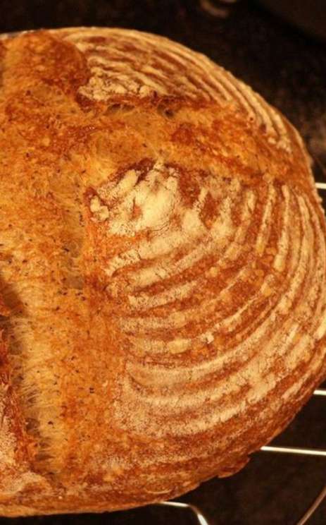 Panhoca